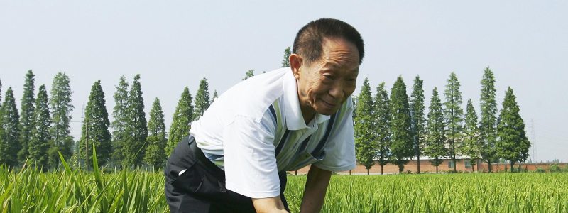 Yuan Longping Rice