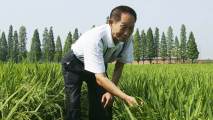 Yuan Longping Rice