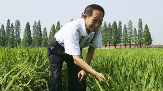 Yuan Longping Rice