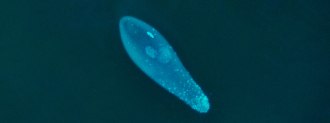Wolbachia mosquitoes dengue