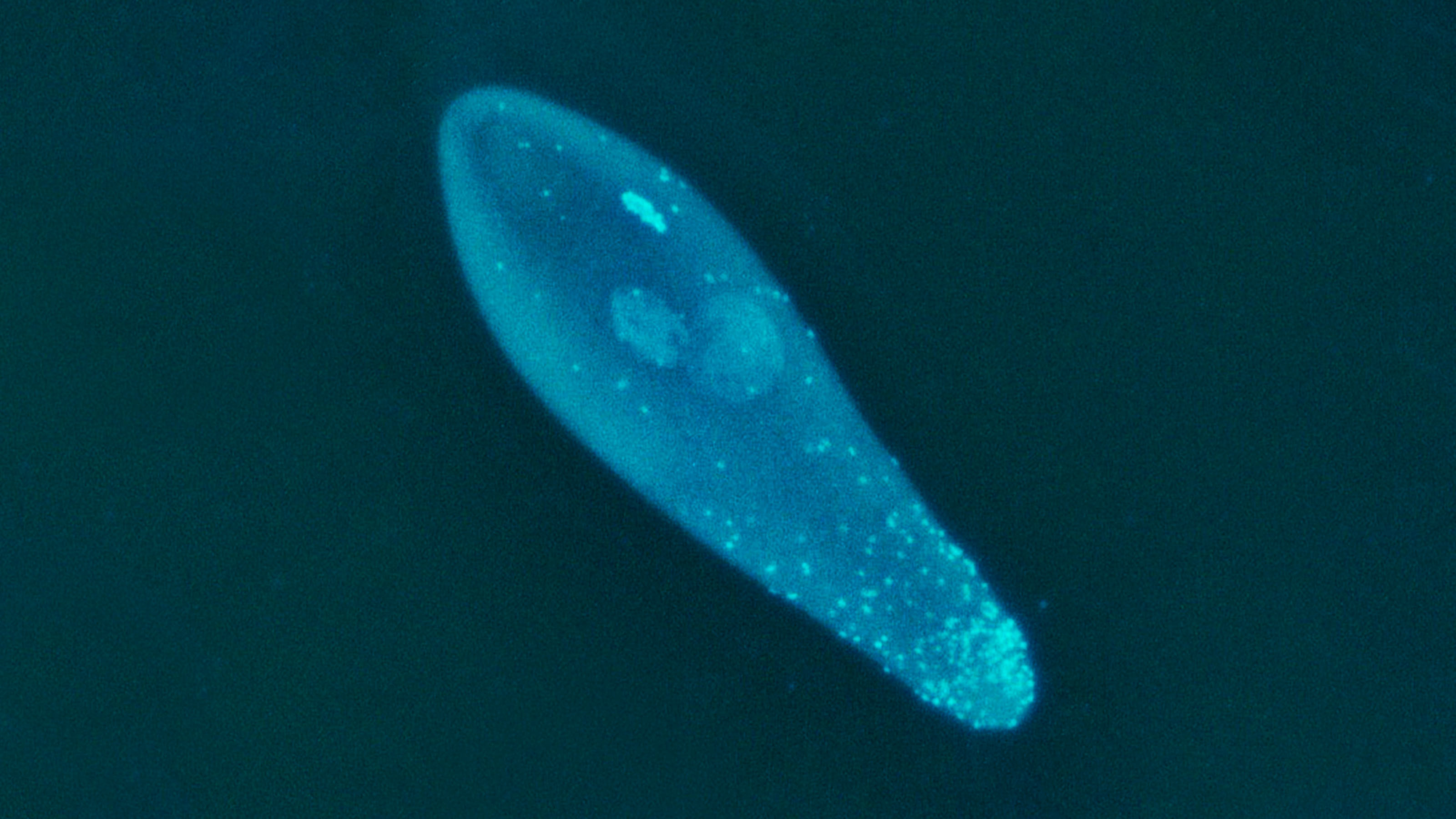 Wolbachia mosquitoes dengue