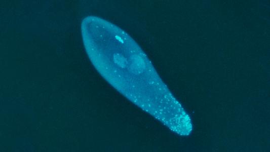 Wolbachia mosquitoes dengue