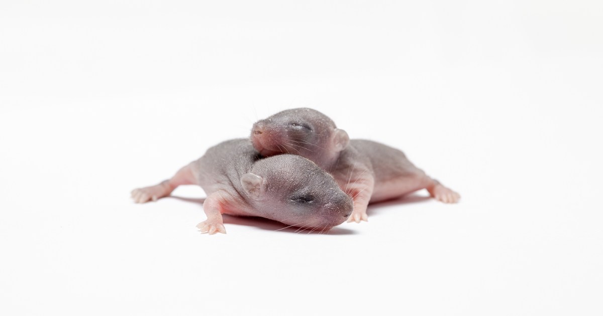 what does dreaming about mice mean