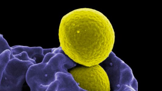 caspase