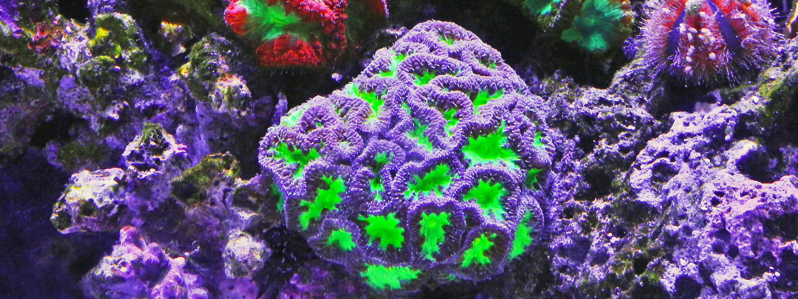 Researchers grow a coral garden in a lab for the first time