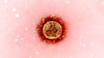 coronavirus transmission