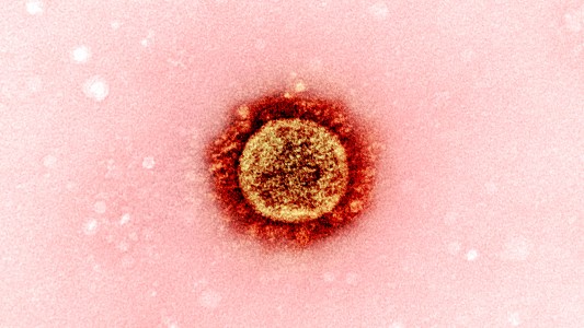 coronavirus transmission