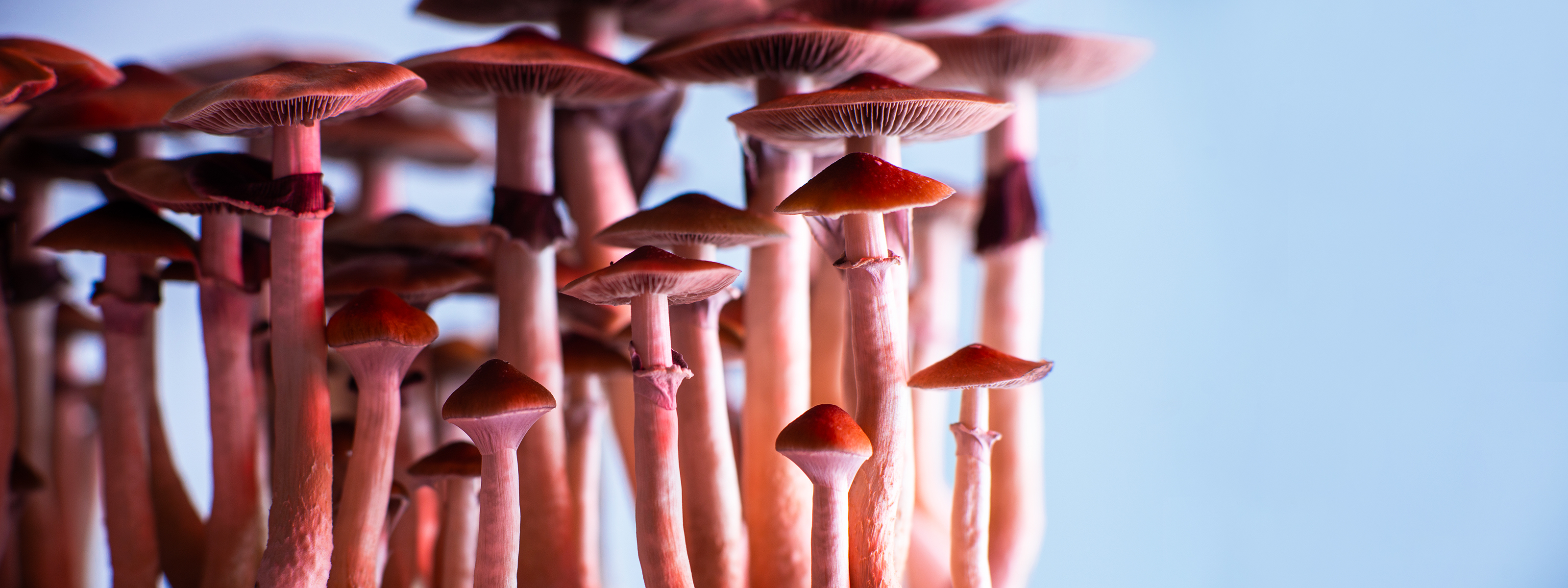 Yale study magic mushrooms may grow connections between brain cells