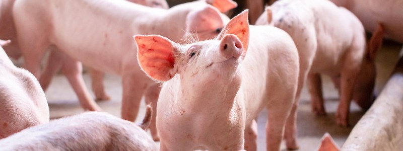 disease-resistant pigs