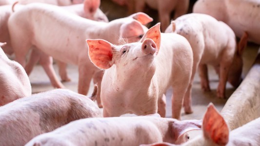 disease-resistant pigs