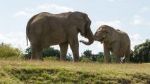elephant rewilding