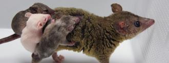 gene-edited opossums