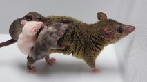 gene-edited opossums