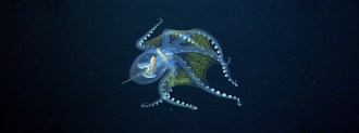 glass octopus