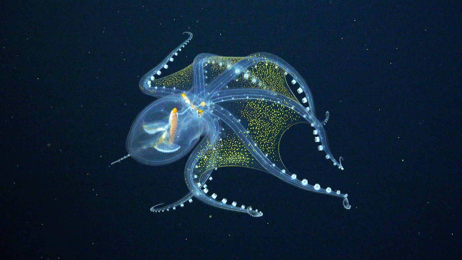 glass octopus