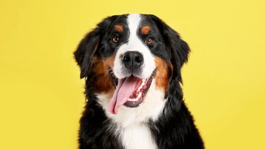 lymphoma in dogs