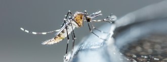 malaria-free world
