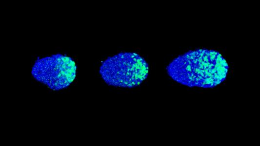 mouse embryos