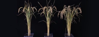 rice plants