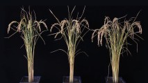 rice plants