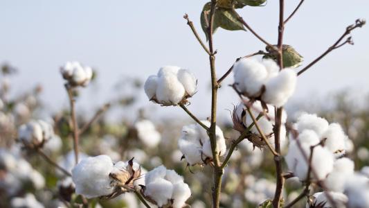 sustainable cotton