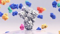 antibody cocktail