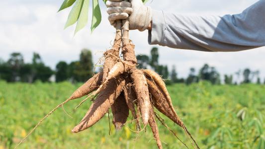 cassava plant