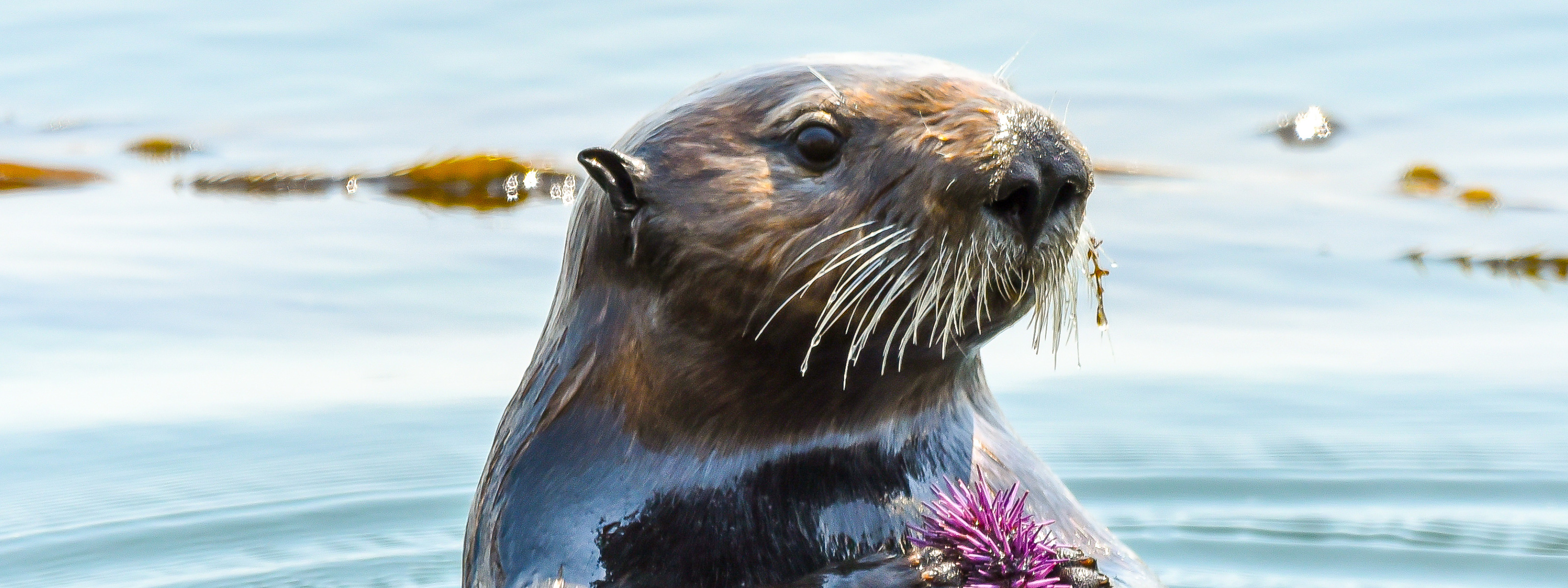 Emergency sea otters needed to save California’s kelp forests