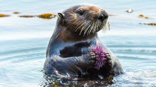 kelp forests