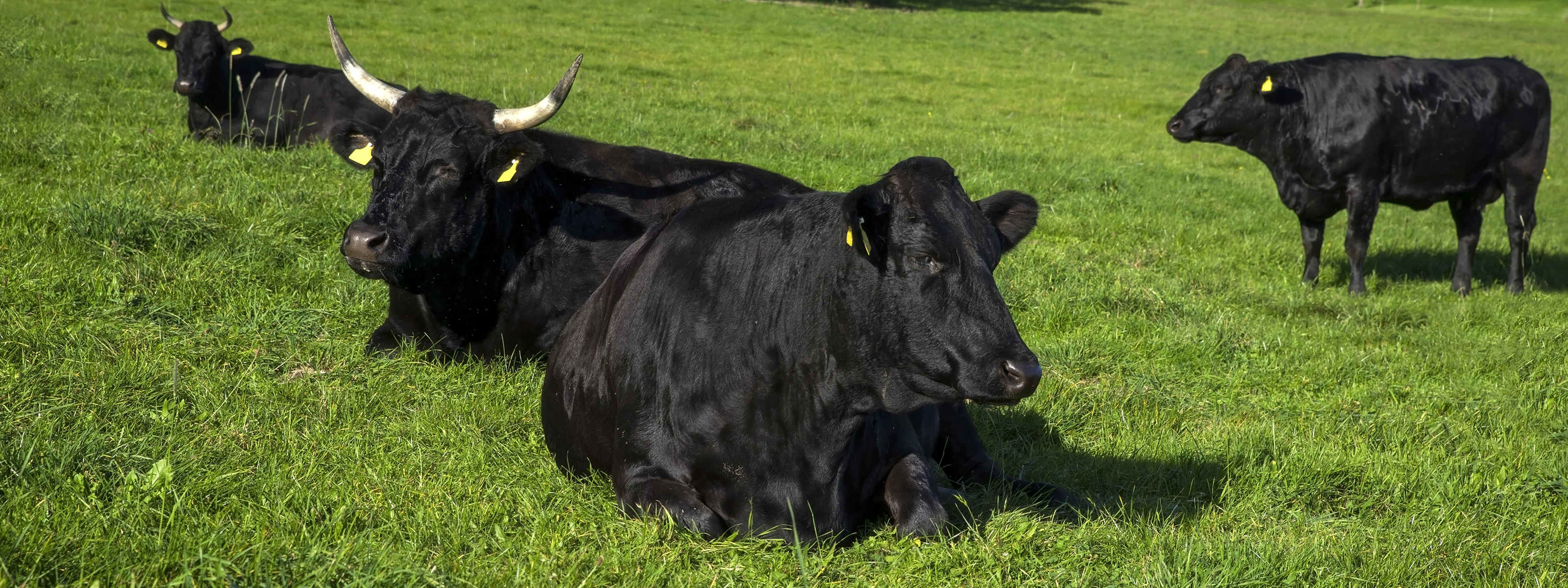 3D printing gives labgrown beef Wagyu marbling