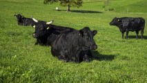 lab-grown beef