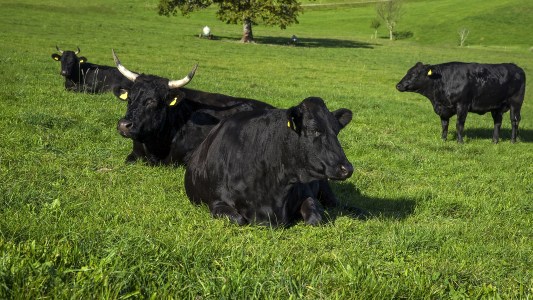 lab-grown beef
