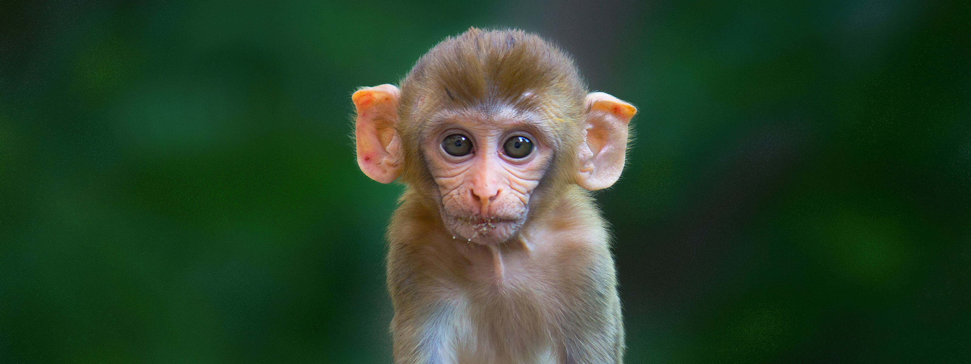 First neuron-level map of a monkey brain revealed