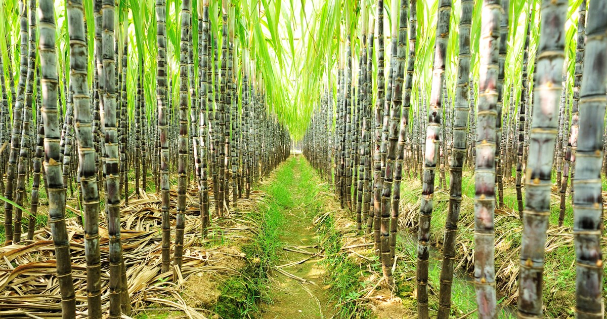 Researchers use CRISPR to edit the sugarcane plant