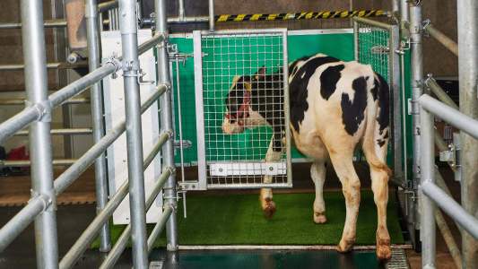 cow urine