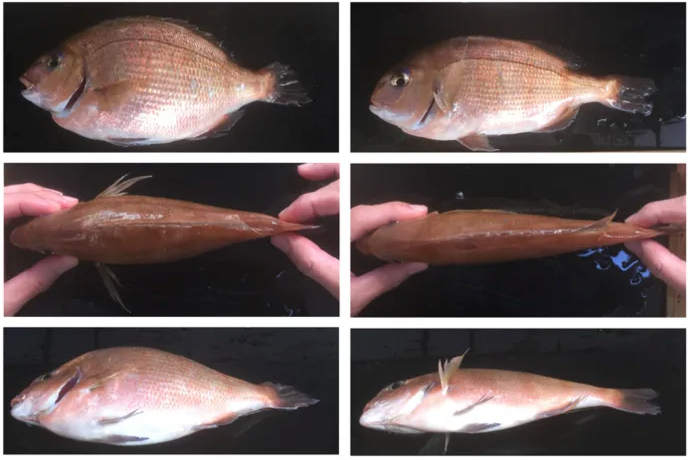 gene-edited fish