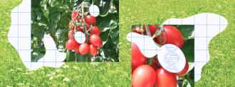 gene-edited tomato