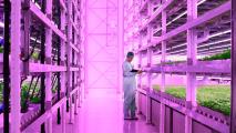 Vertical Farming