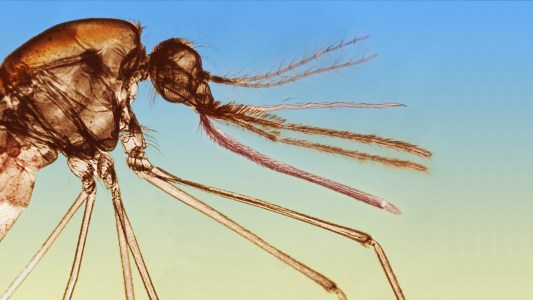 malaria vaccine
