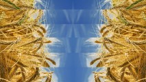 barley