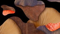 mushroom leather