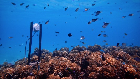reef restoration