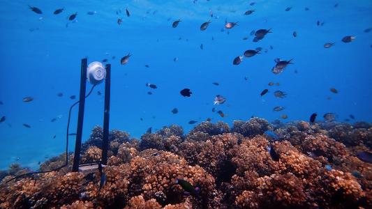 reef restoration