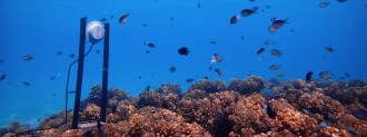 reef restoration