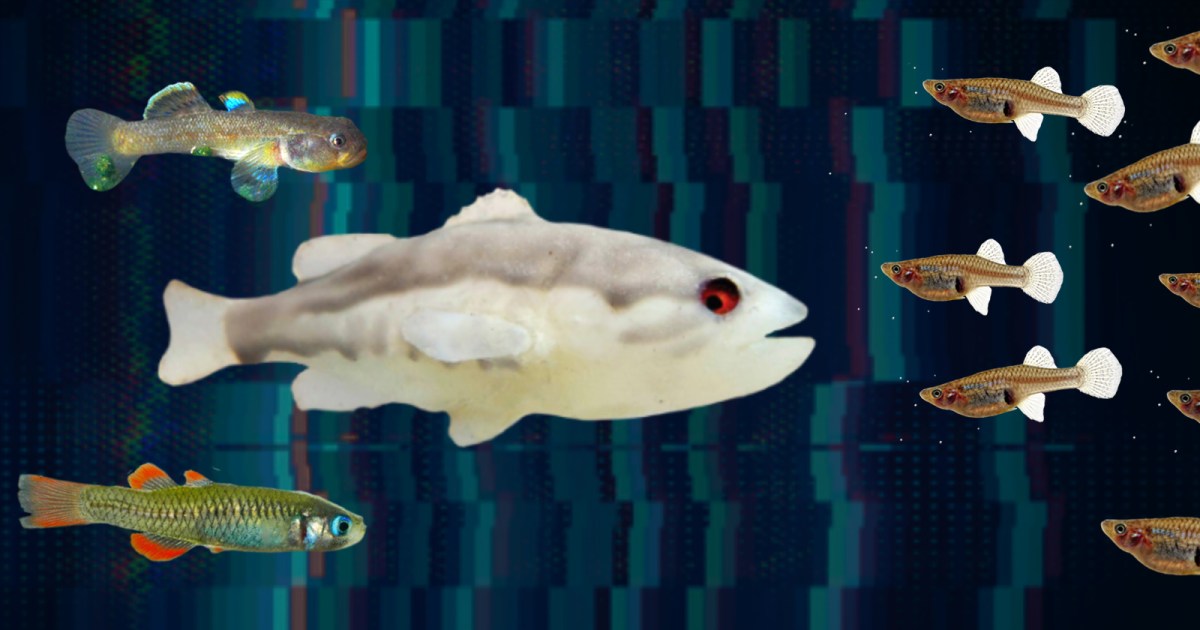 Using robotic fish to harness the “ecology of fear”