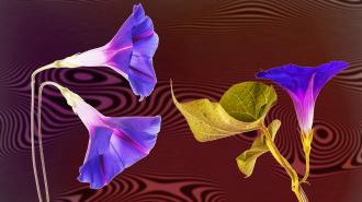 ergot alkaloids