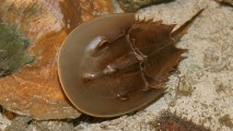 Atlantic horseshoe crab at St. Lucie County Marine Center in Fort Pierce, St. Lucie County, Florida, U.S.A.