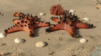 knobby starfish