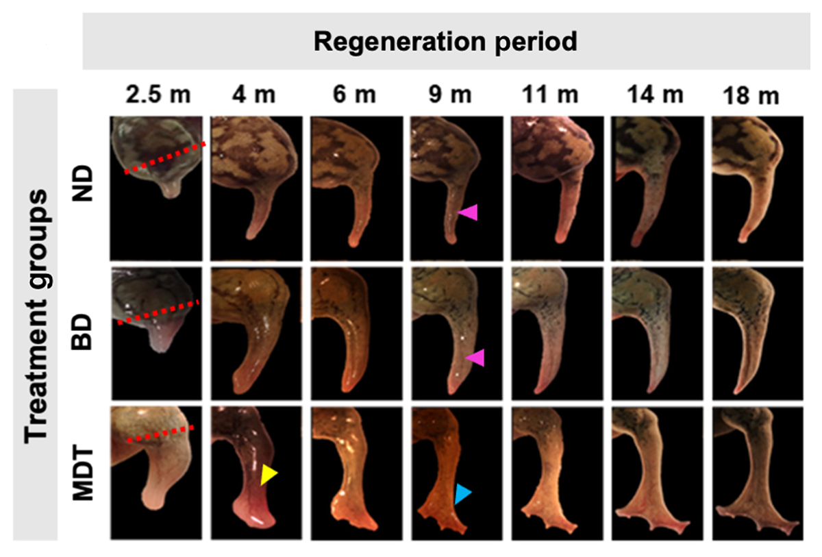 limb regeneration