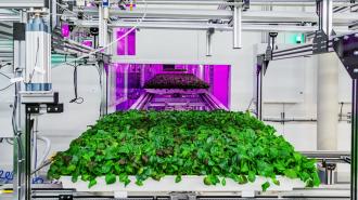 vertical farming companies